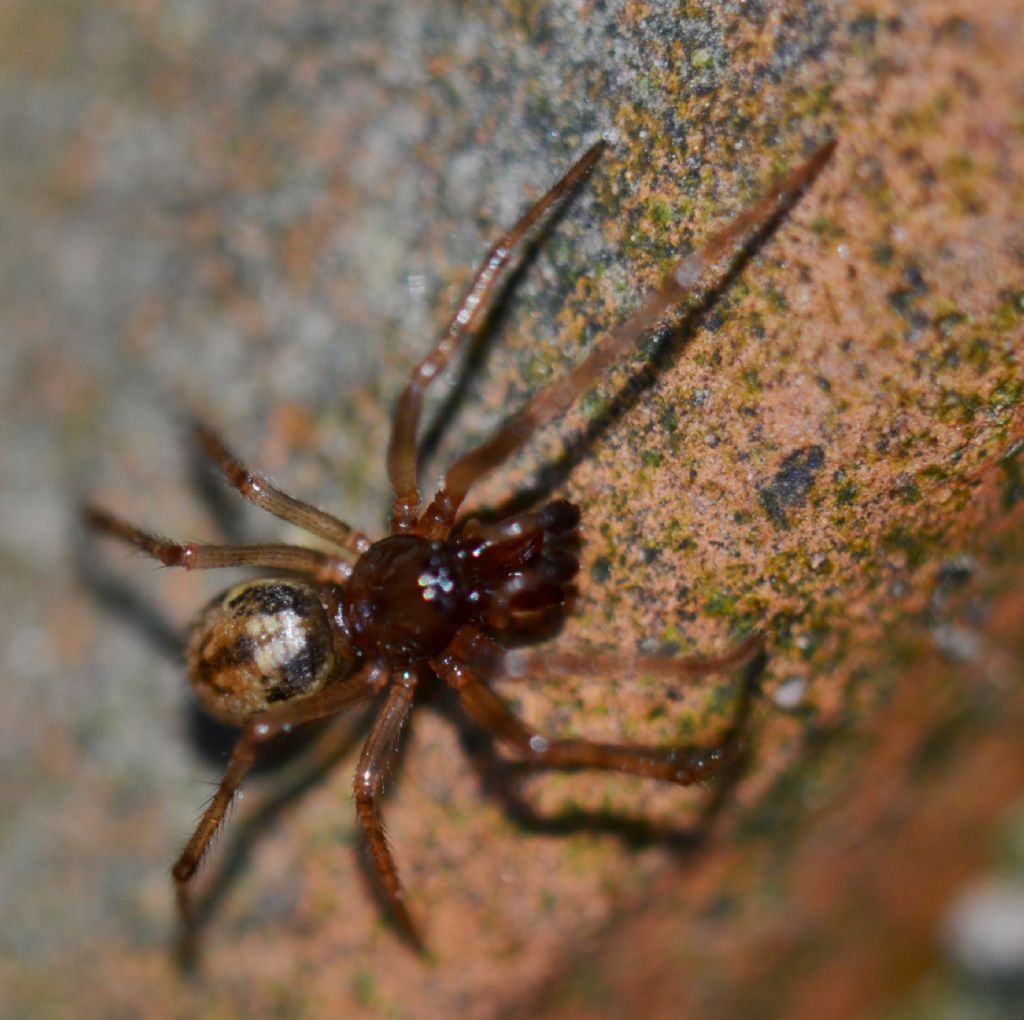 Enoplognatha cfr mandibularis maschio e femmina - Grosseto